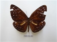 藏品(大紫斑蝶)的圖片